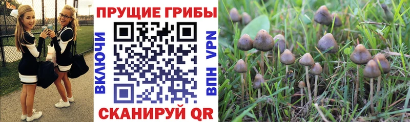 Галлюциногенные грибы GOLDEN TEACHER ОМГ ОМГ маркетплейс Чёрмоз даркнет сайт